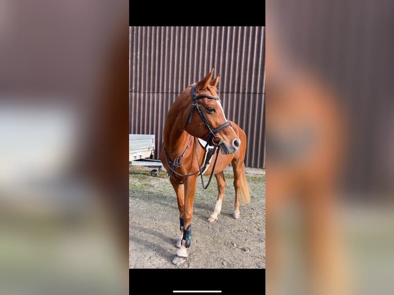 Pur-sang arabe Hongre 12 Ans 153 cm Alezan in Biederthal