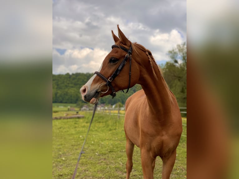 Pur-sang arabe Hongre 12 Ans 153 cm Alezan in Biederthal