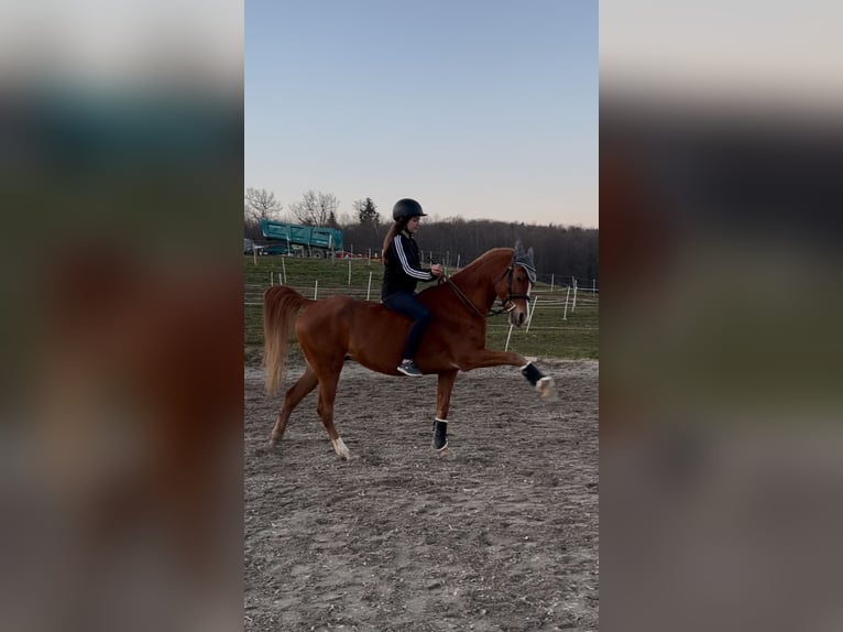 Pur-sang arabe Hongre 12 Ans 153 cm Alezan in Biederthal