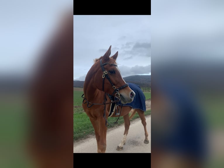 Pur-sang arabe Hongre 12 Ans 153 cm Alezan in Biederthal