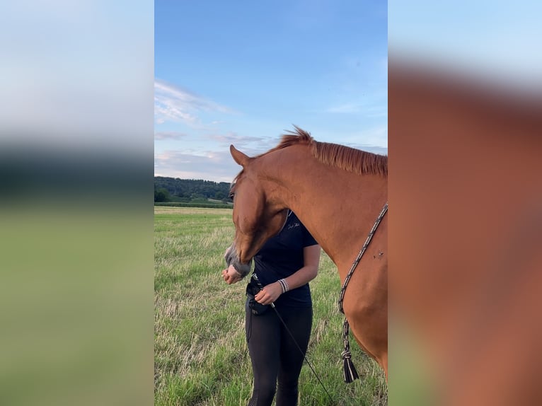 Pur-sang arabe Hongre 12 Ans 153 cm Alezan in Biederthal