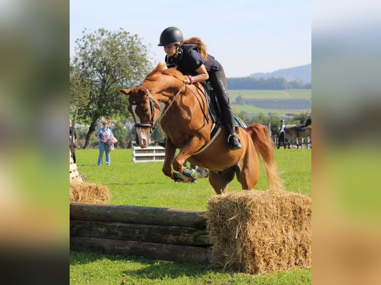 Pur-sang arabe Hongre 12 Ans 153 cm Alezan in Biederthal