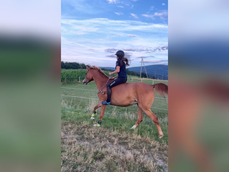 Pur-sang arabe Hongre 12 Ans 153 cm Alezan in Biederthal
