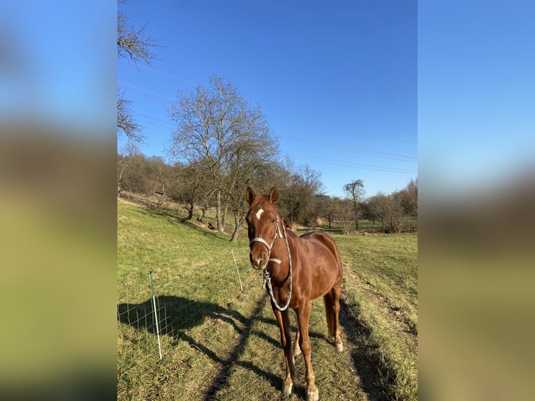 Pur-sang arabe Hongre 12 Ans 154 cm Alezan in Kirchheim unter Teck