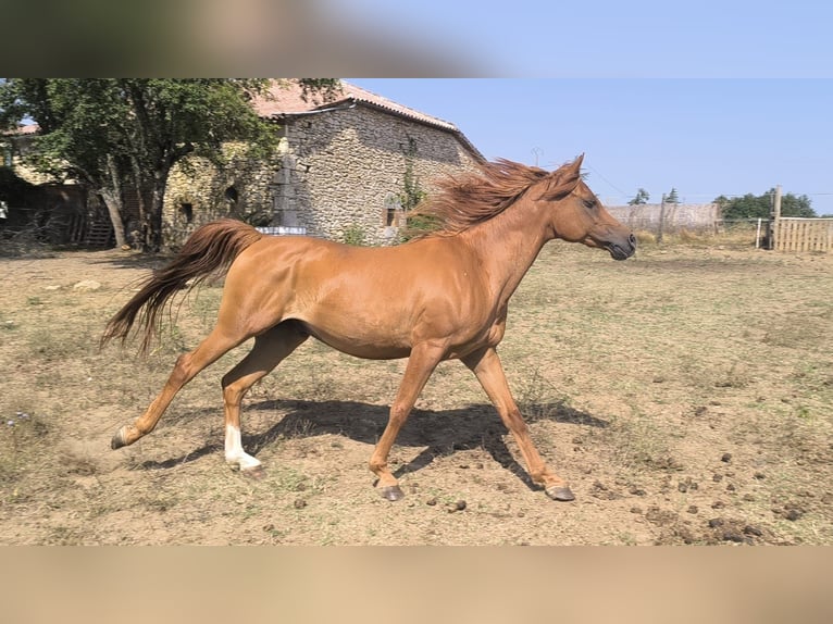 Pur-sang arabe Hongre 12 Ans 156 cm Alezan in Tournon-d&#x27;Agenais