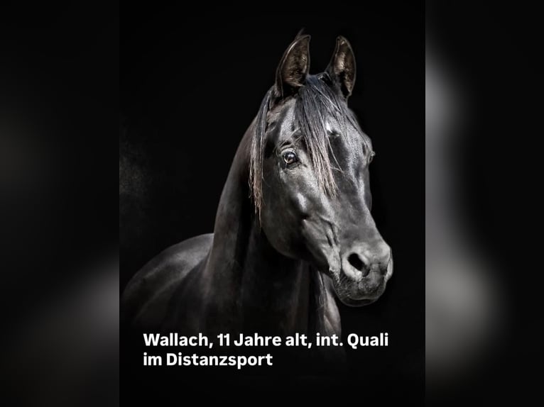Pur-sang arabe Hongre 12 Ans 156 cm Noir in Dietmannsried