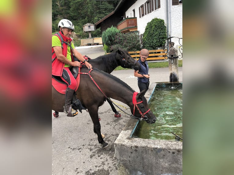 Pur-sang arabe Hongre 12 Ans 156 cm Noir in Dietmannsried