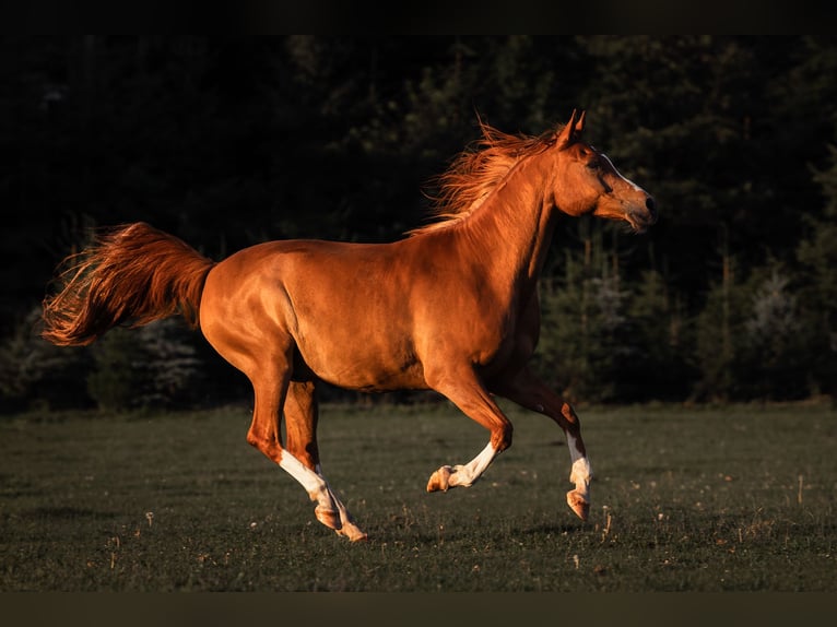 Pur-sang arabe Hongre 12 Ans 160 cm Alezan in Zollikofen