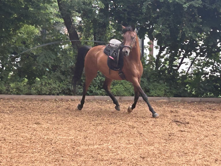 Pur-sang arabe Hongre 13 Ans 150 cm Bai in Mammendorf