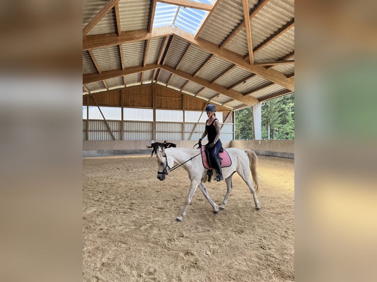 Pur-sang arabe Hongre 13 Ans 150 cm Gris in Langerringen