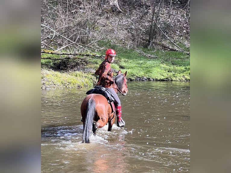 Pur-sang arabe Hongre 13 Ans 152 cm Bai in Saal an der Donau