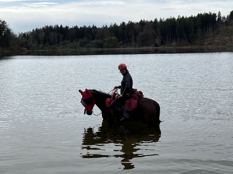 Pur-sang arabe Hongre 13 Ans 152 cm Bai in Saal an der Donau