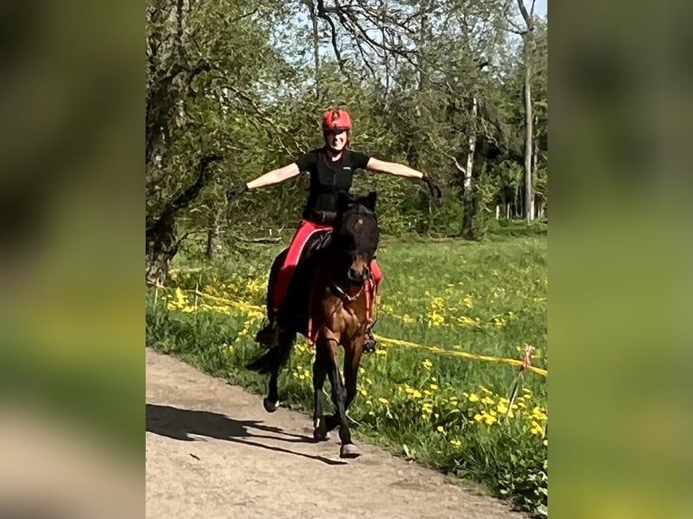 Pur-sang arabe Hongre 13 Ans 152 cm Bai in Saal an der Donau