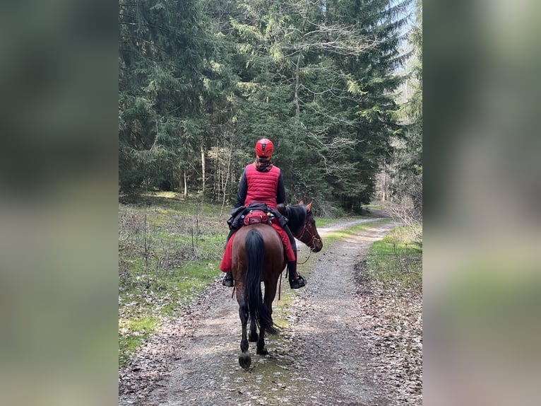 Pur-sang arabe Hongre 13 Ans 152 cm Bai in Saal an der Donau