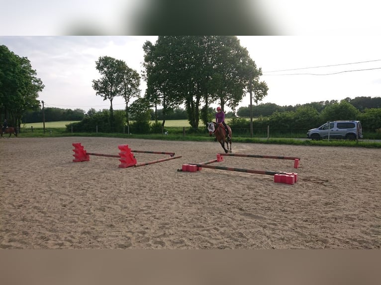 Pur-sang arabe Hongre 13 Ans 152 cm Bai in Saal an der Donau