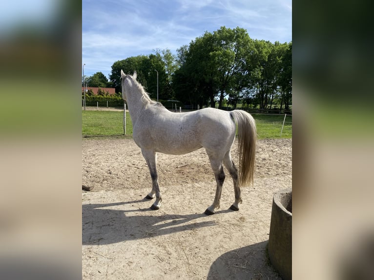 Pur-sang arabe Hongre 13 Ans 158 cm Gris moucheté in Papenburg
