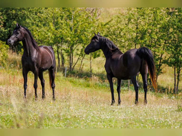 Pur-sang arabe Hongre 13 Ans 158 cm Noir in Hobro