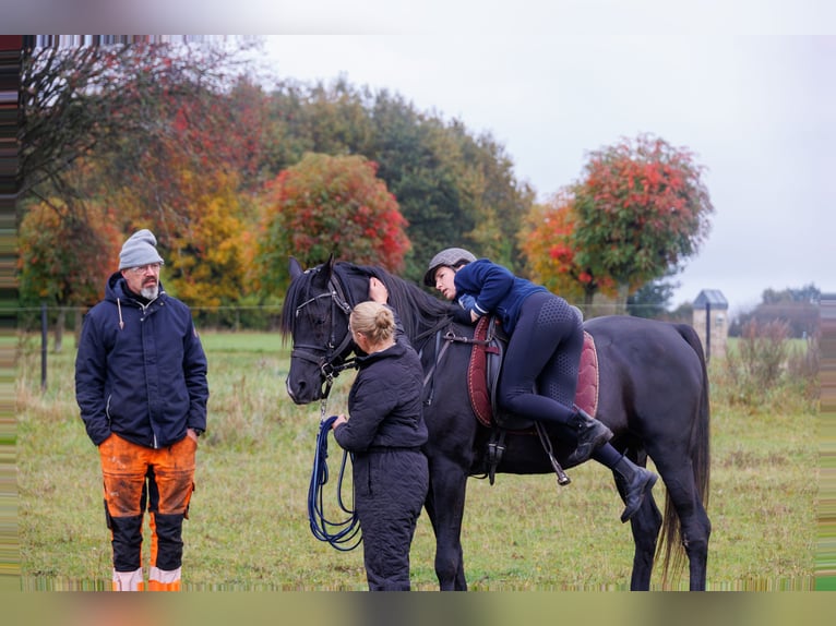 Pur-sang arabe Hongre 13 Ans 158 cm Noir in Hobro