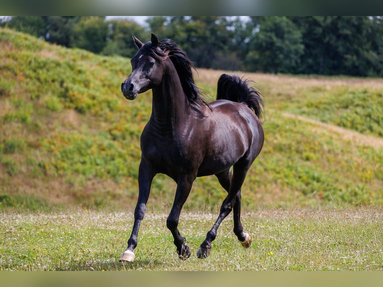 Pur-sang arabe Hongre 13 Ans 158 cm Noir in Hobro