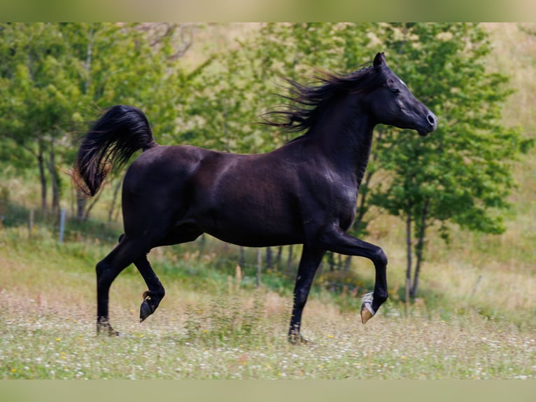 Pur-sang arabe Hongre 13 Ans 158 cm Noir in Hobro