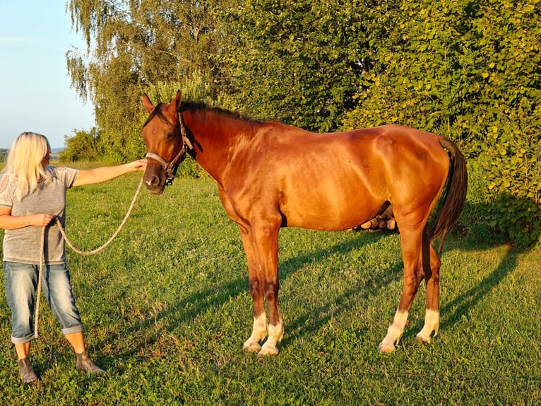 Pur-sang arabe Hongre 13 Ans 160 cm Bai in Mank