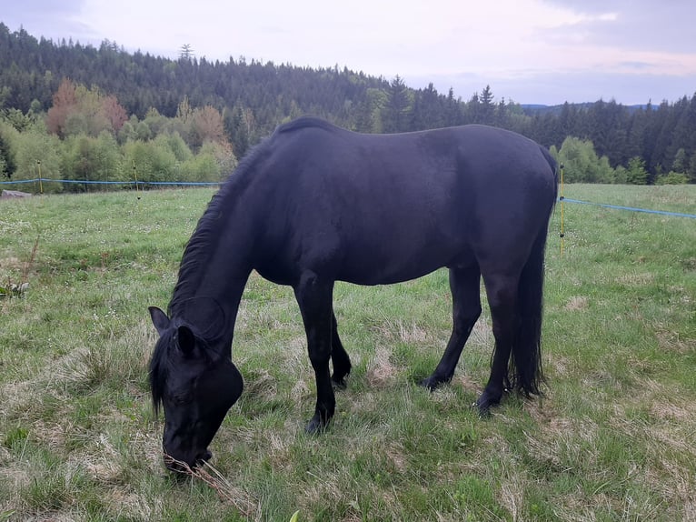 Pur-sang arabe Hongre 14 Ans 151 cm Noir in Kořenov