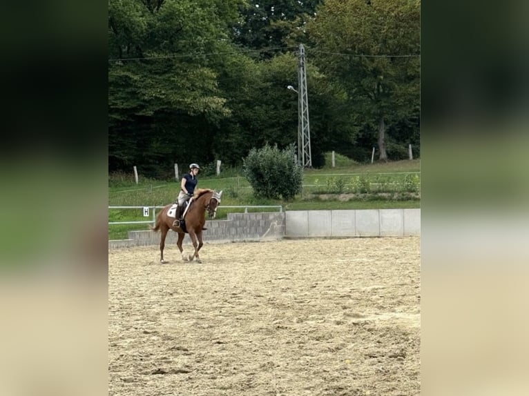 Pur-sang arabe Hongre 14 Ans 152 cm Alezan in Witten Pur-sang arabe Hongre 14 Ans 152 cm Alezan in Witten