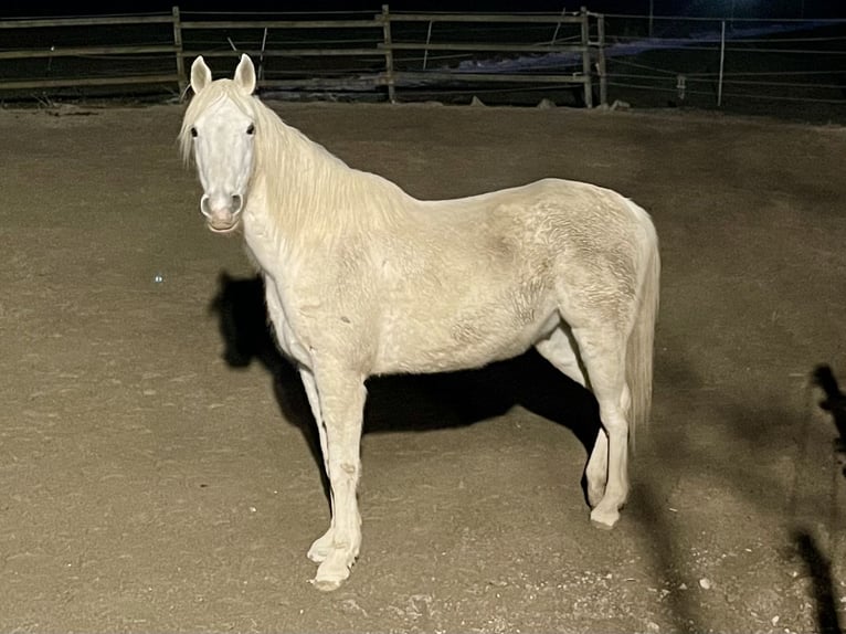 Pur-sang arabe Hongre 14 Ans 155 cm Gris in Dunningen