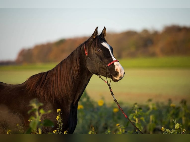 Pur-sang arabe Hongre 14 Ans 155 cm Noir in Sulzbach