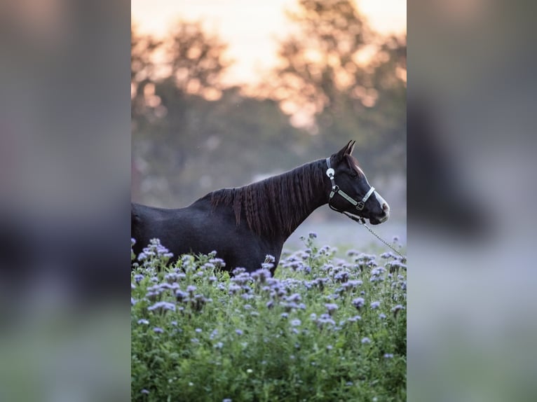Pur-sang arabe Hongre 14 Ans 155 cm Noir in Sulzbach