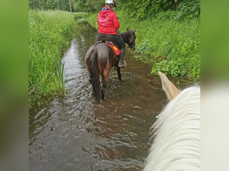 Pur-sang arabe Hongre 14 Ans 155 cm Noir in Sulzbach