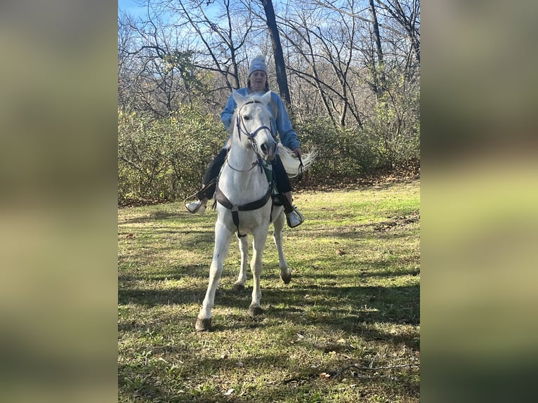 Pur-sang arabe Hongre 15 Ans 145 cm Blanc in Kansas City, Kansas