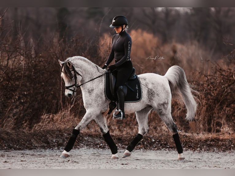 Pur-sang arabe Hongre 15 Ans 148 cm Gris pommelé in Waldbronn
