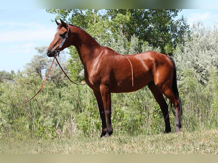 Pur-sang arabe Hongre 15 Ans 152 cm Bai cerise in Fort Collins