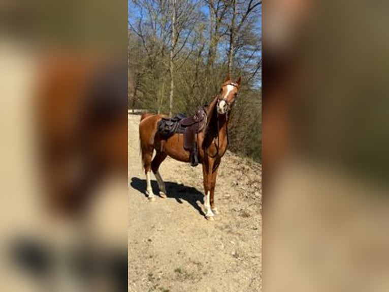 Pur-sang arabe Hongre 15 Ans 153 cm Alezan in Geilnau