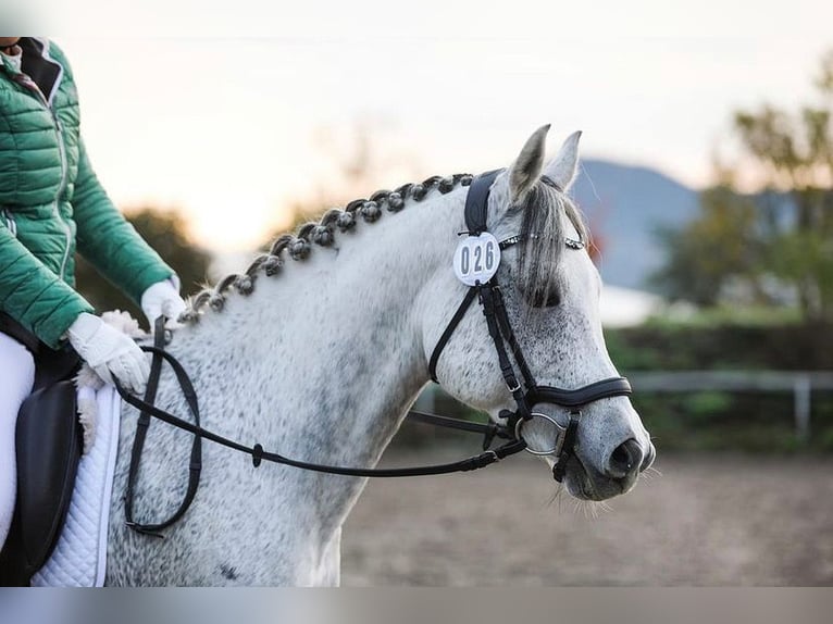 Pur-sang arabe Hongre 16 Ans 148 cm Gris pommelé in Waldbronn