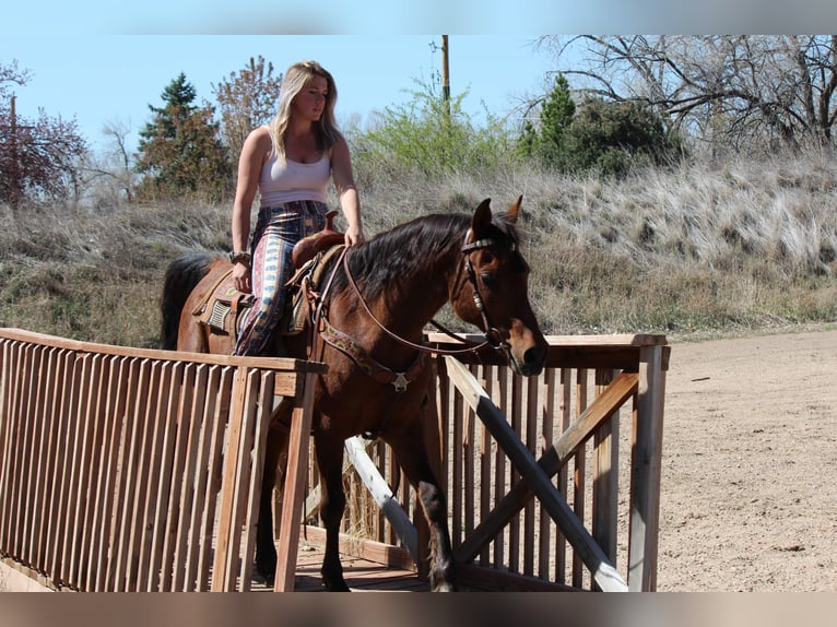 Pur-sang arabe Hongre 16 Ans 152 cm Bai cerise in Fort Collins, CO