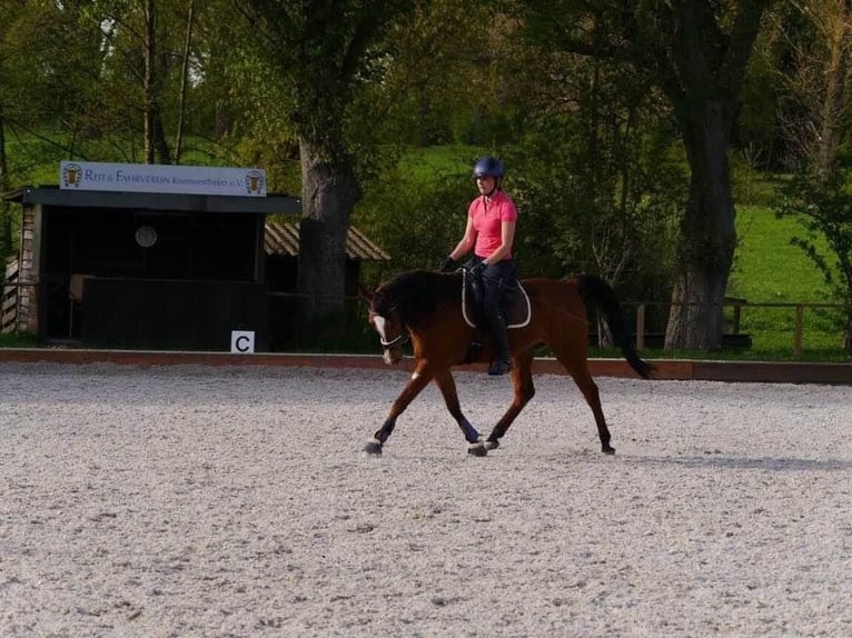 Pur-sang arabe Hongre 16 Ans 152 cm Bai in Böblingen