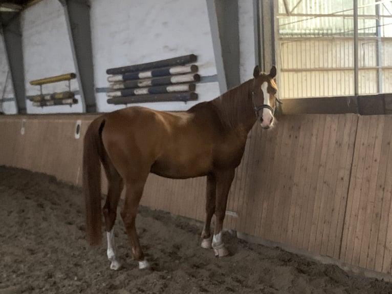 Pur-sang arabe Hongre 16 Ans 158 cm Alezan in Mettmann