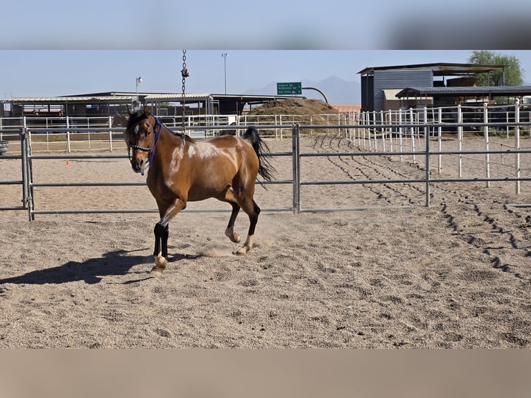 Pur-sang arabe Hongre 16 Ans Bai cerise in Mesa