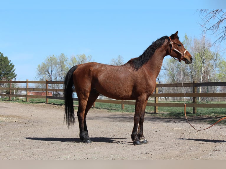 Pur-sang arabe Hongre 17 Ans 152 cm Bai cerise in Fort Collins, CO