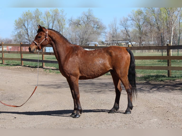 Pur-sang arabe Hongre 17 Ans 152 cm Bai cerise in Fort Collins, CO