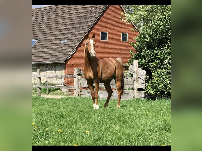 Pur-sang arabe Hongre 17 Ans 152 cm Rabicano in Nordholz