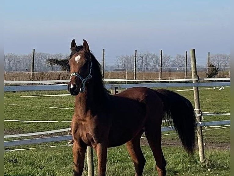 Pur-sang arabe Hongre 1 Année 155 cm Bai in Reisenberg