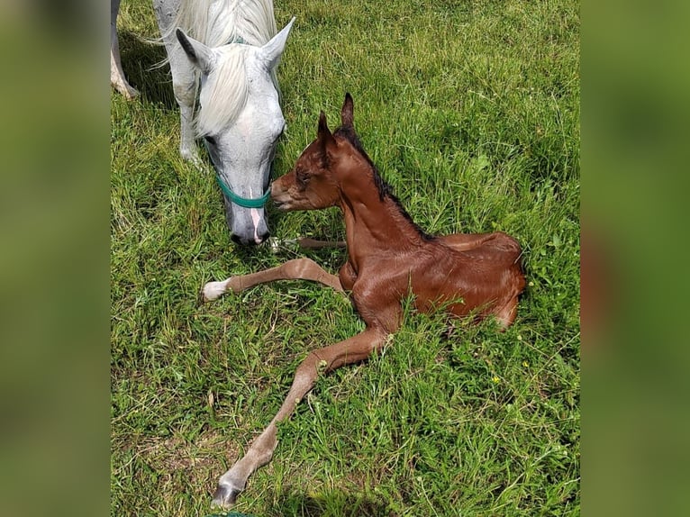 Pur-sang arabe Hongre 1 Année 155 cm Bai in Reisenberg