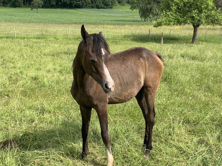 Pur-sang arabe Hongre 1 Année 155 cm Gris in Reutlingen