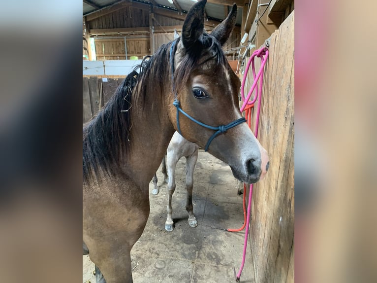 Pur-sang arabe Hongre 1 Année 155 cm Gris in Reutlingen