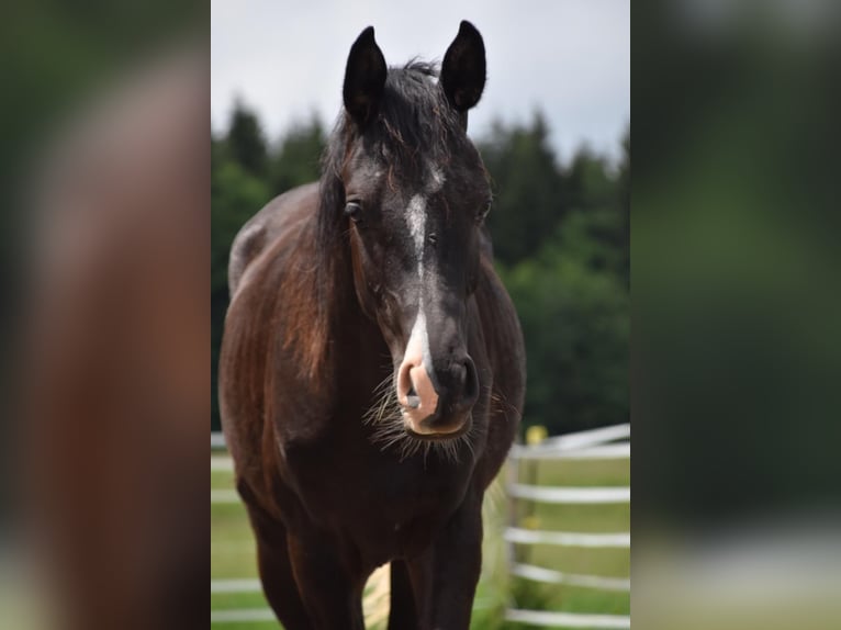 Pur-sang arabe Hongre 1 Année 160 cm Noir in Peißenberg