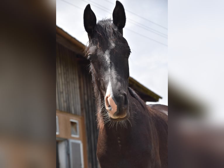 Pur-sang arabe Hongre 1 Année 160 cm Noir in Peißenberg