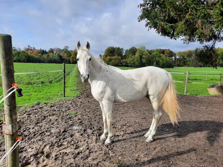 Pur-sang arabe Hongre 20 Ans Gris in Hugelshofen